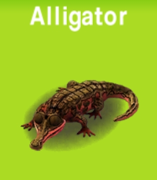 Alligator         